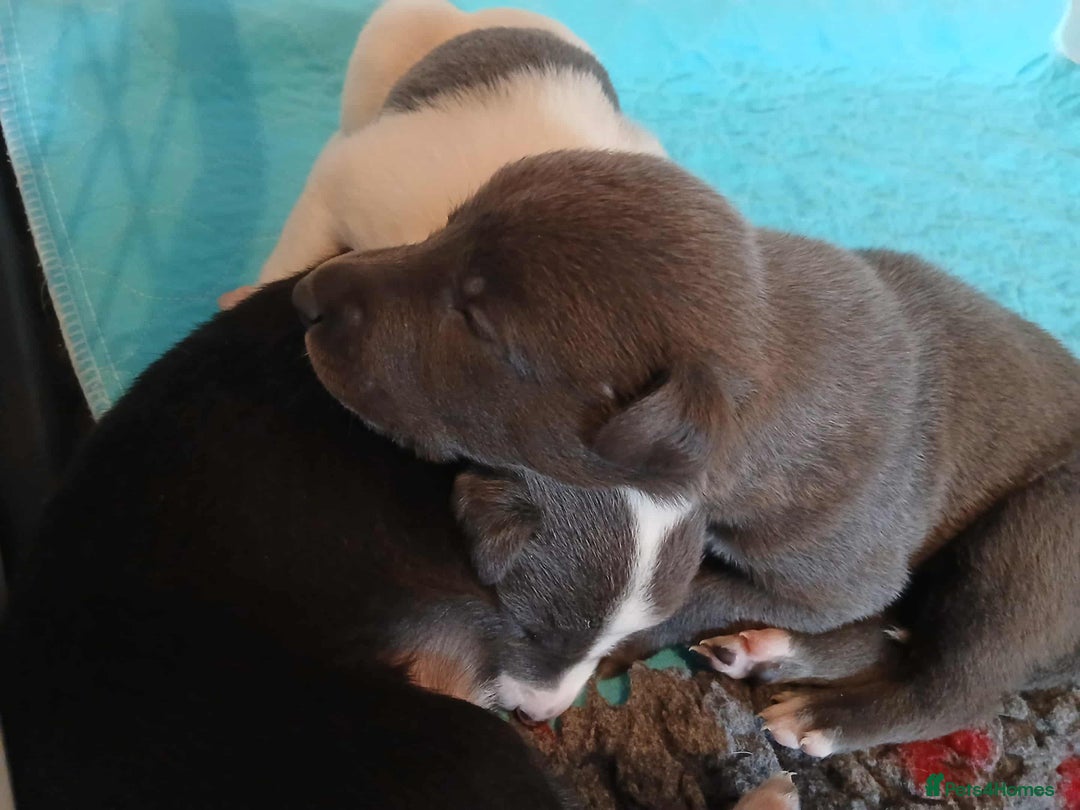Whippet dogs for sale: Beautiful blue whippet puppy - Image 5
