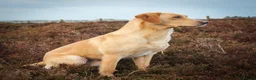 Labrador Retriever dogs for stud: OFTAW Carnochway Glamis  - Advert 10