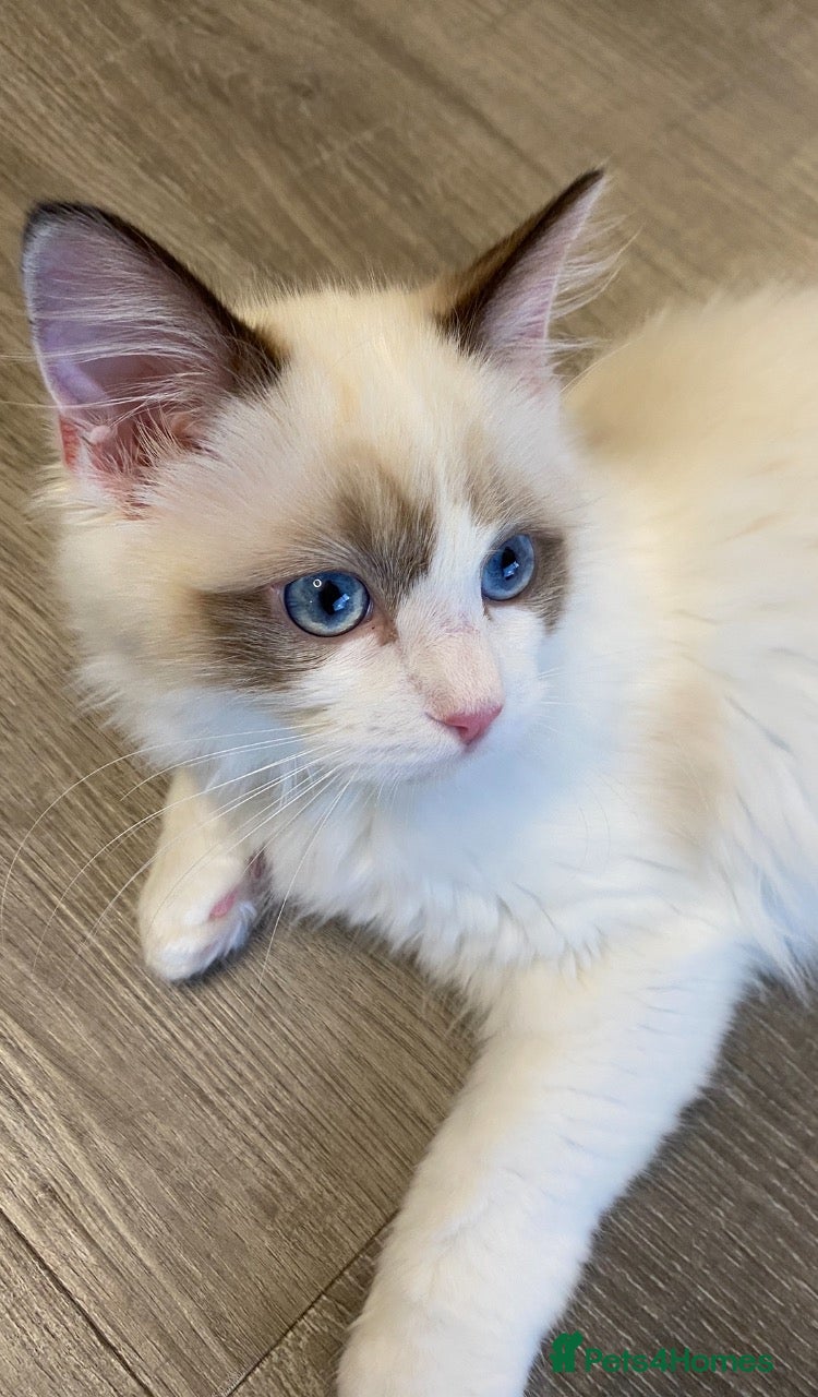 Ragdoll cats for sale:  (1 boy left) TICA REGISTERED, PUREBRED RAGDOLLS - Advert 14