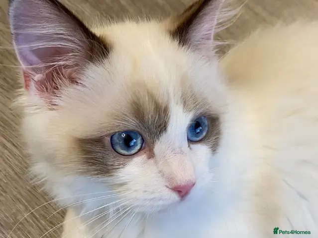 Ragdoll cats for sale: (1 boy left) TICA REGISTERED, PUREBRED RAGDOLLS - Advert 14