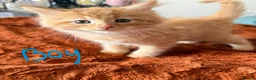 Maine Coon cats for sale: Thoroughbred Maine Coon Kittens - Advert 3