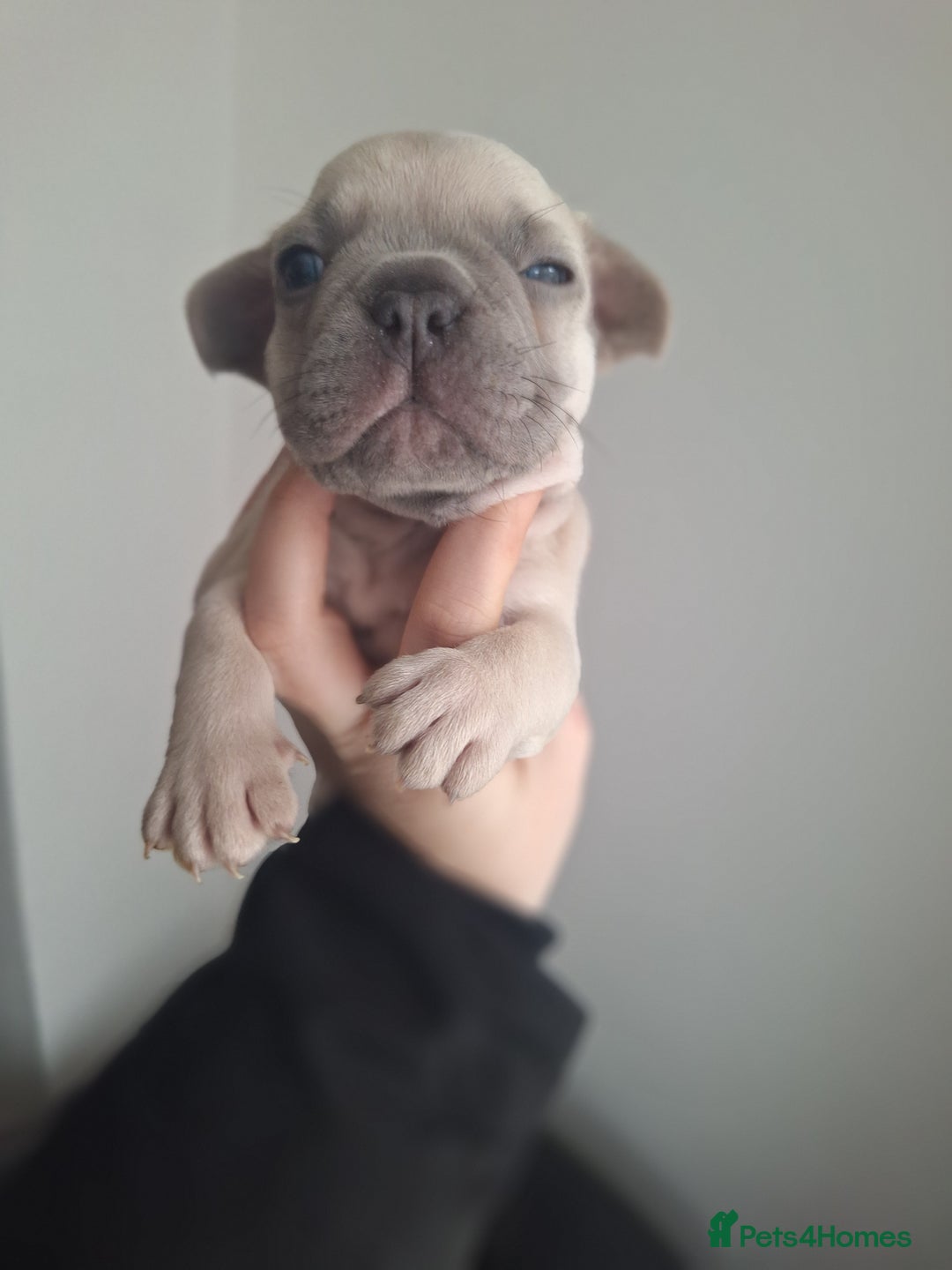 French Bulldog dogs for sale: French bulldog babies  - Advert 11