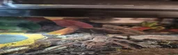 Spiders invertebrates for sale: Various tarantulas for sale - Advert 5