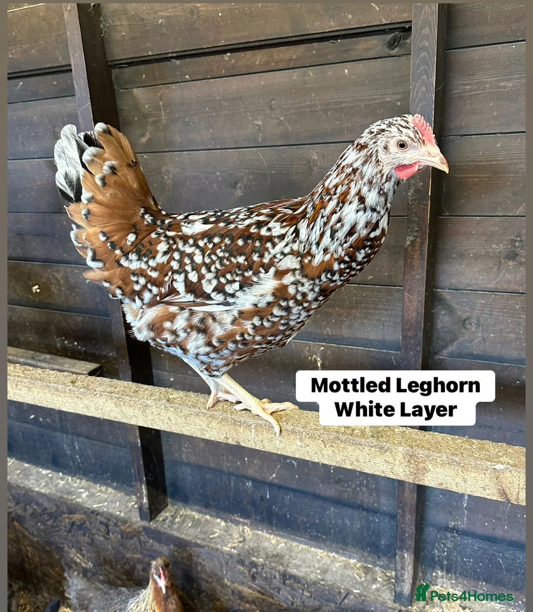 Chickens poultry for sale: Ready to lay Hens in a massive range of breeds  - Advert 1