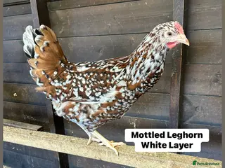 Chickens poultry for sale: Ready to lay Hens in a massive range of breeds - Advert 2