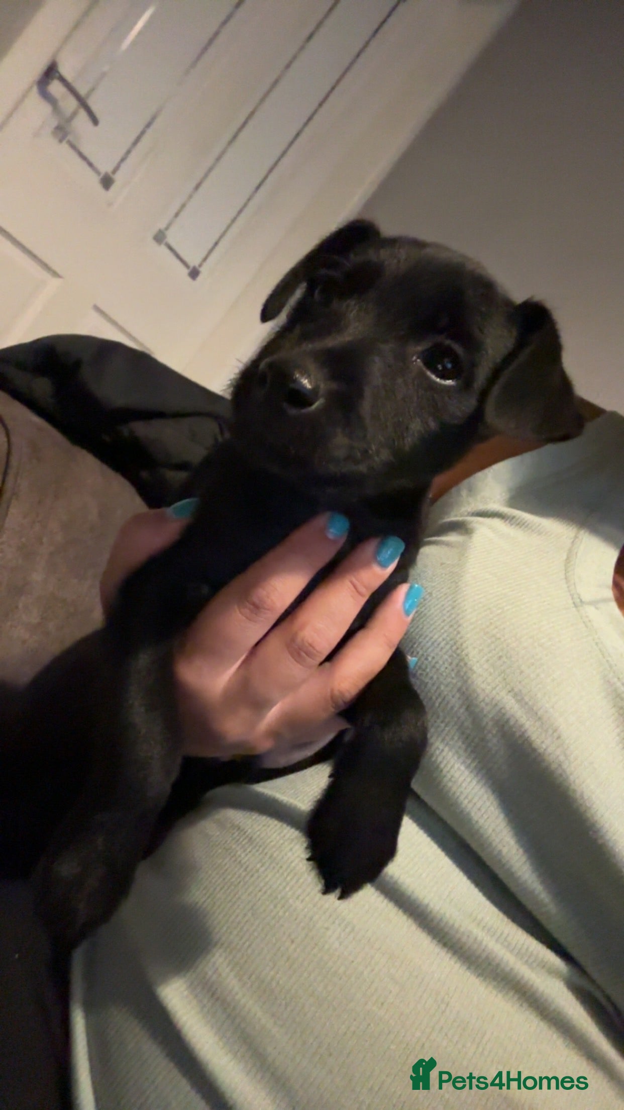 Patterdale Terrier dogs PURE Patterdale Terrier  - Advert 2