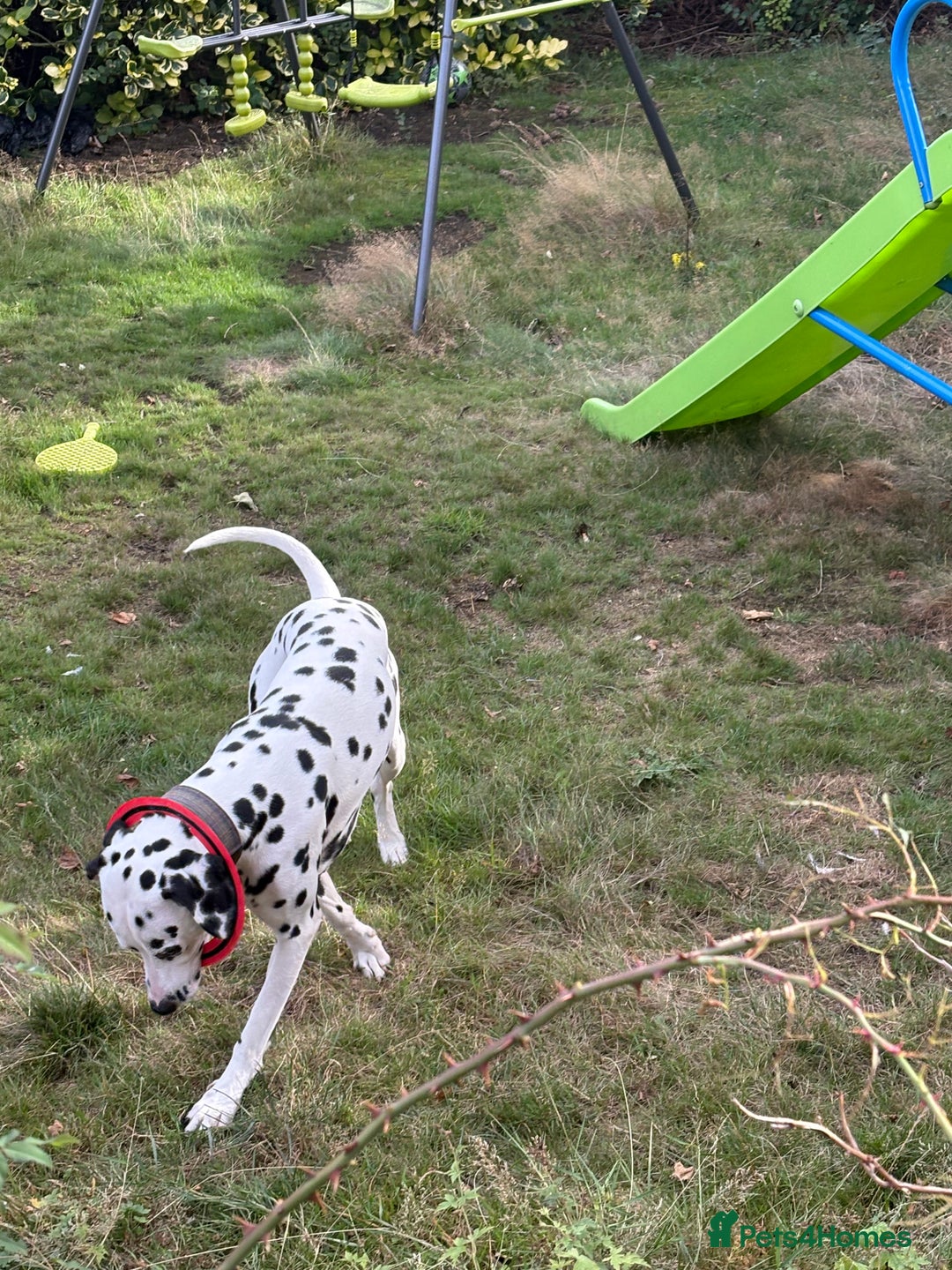 Dalmatian dogs for sale: Heartbreaking Sale – 2-Year-Old Male Dalmatian - Image 6