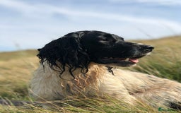 English Springer Spaniel dogs for stud: ⭐️🏆Handsome Health Tested B&W Stud⭐️🏆 in Malmesbury - Image 8