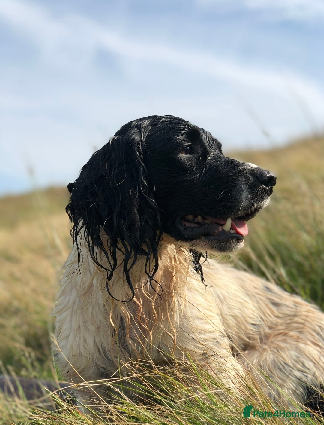 English Springer Spaniel dogs for stud: ⭐️🏆Handsome Health Tested B&W Stud⭐️🏆 in Malmesbury - Image 8