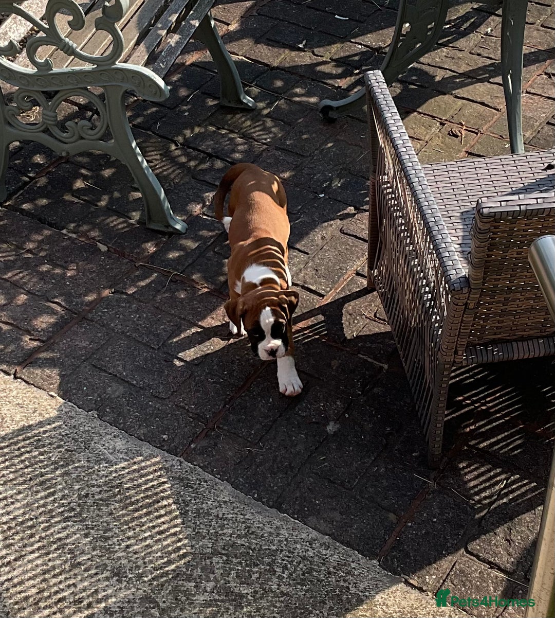 Boxer dogs for stud: Boxer stud - Advert 2