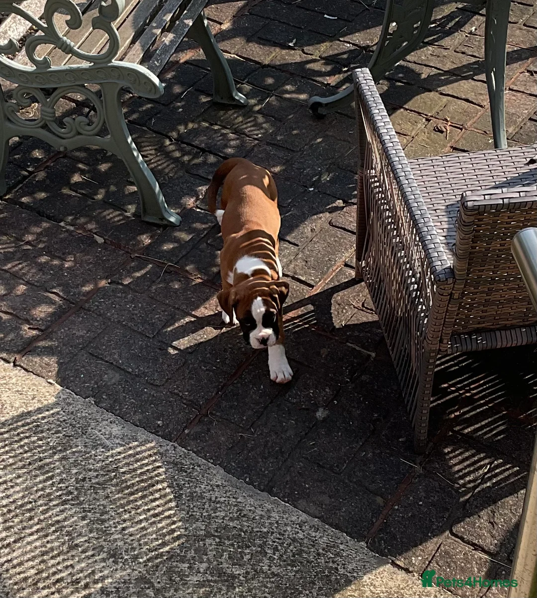 Boxer dogs for stud: Boxer stud - Advert 2