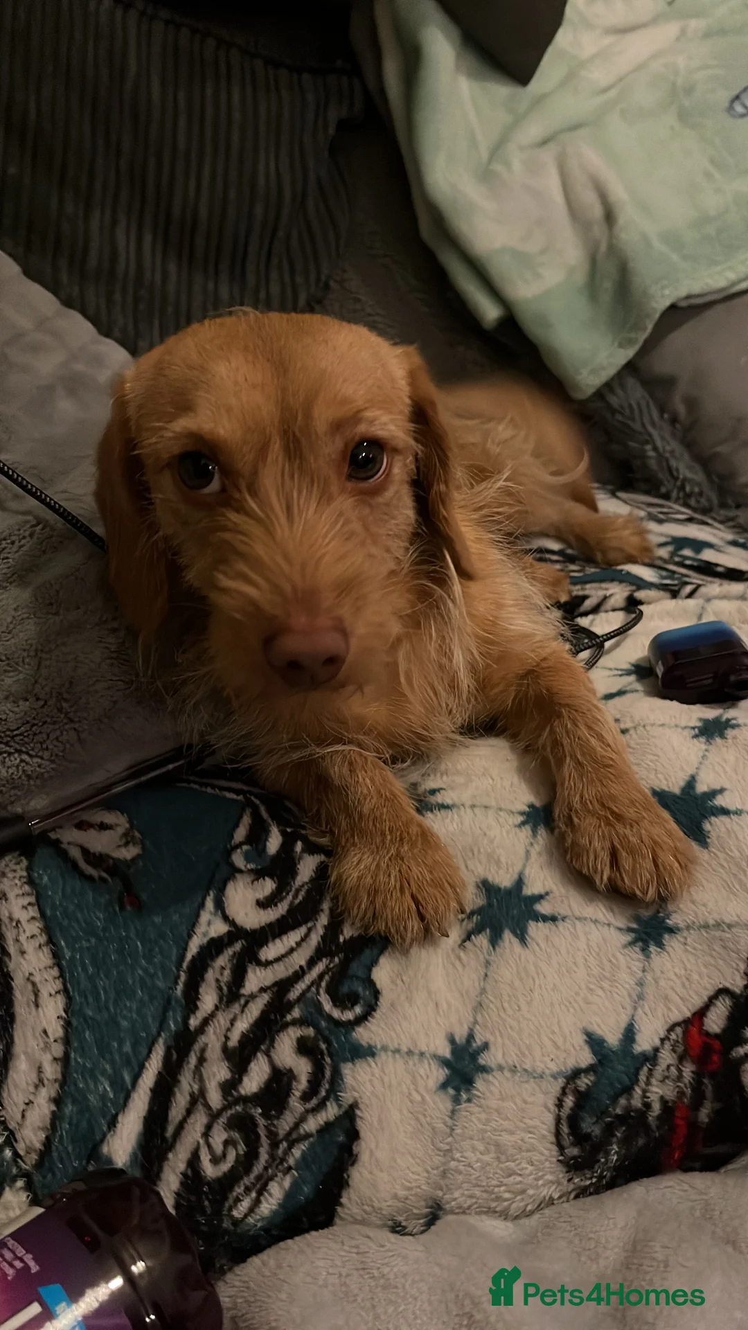 Doxiepoo dogs for sale: Dashound x poodle (doxiepoo)  - Advert 3