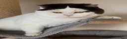 British Shorthair cats for sale: Two beautiful champion line boys for sale  - Advert 21