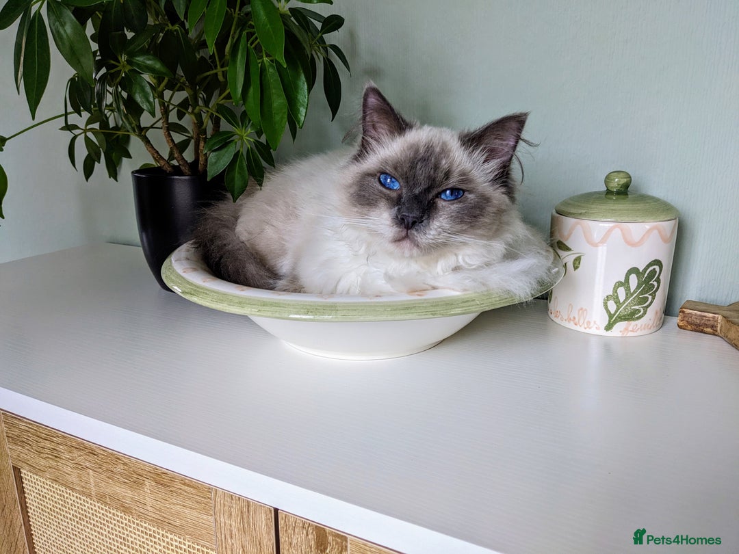Ragdoll cats for sale: Beautiful ragdoll 9 months kitten - Image 5