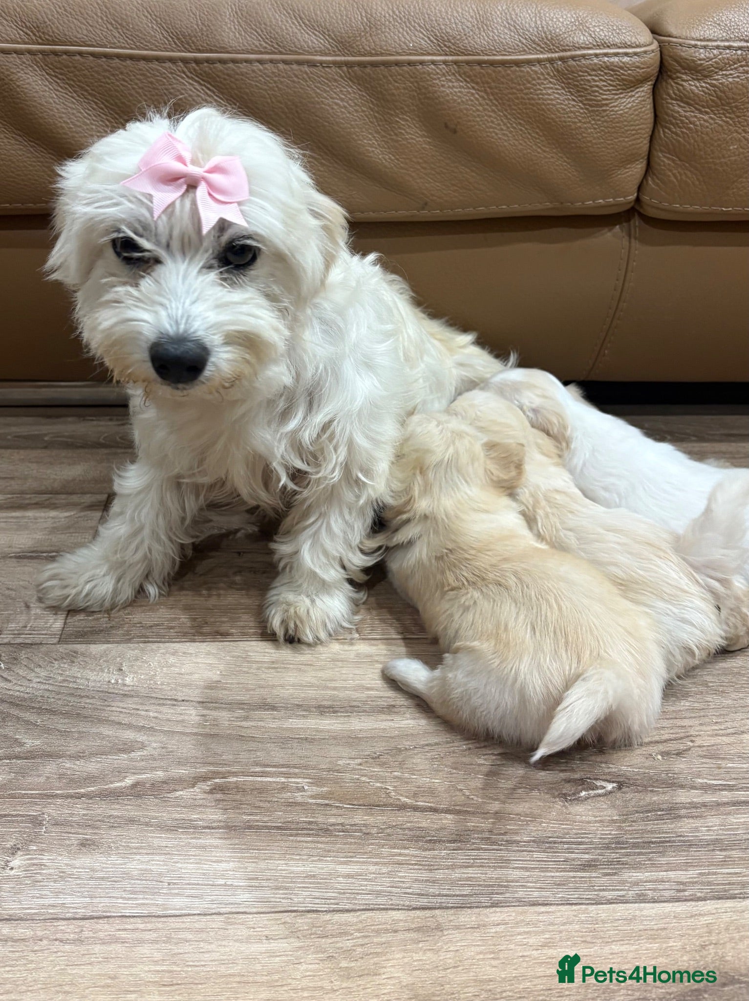 Maltipoo dogs Miniature maltipoo puppies - Advert 2