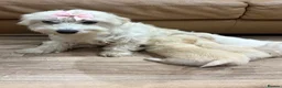 Maltipoo dogs for sale: Miniature maltipoo puppies - Advert 2