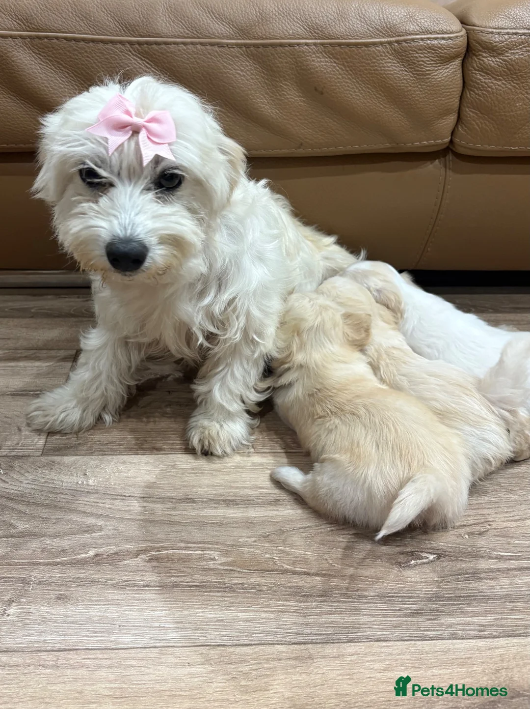 Maltipoo dogs for sale: Miniature maltipoo puppies - Advert 2