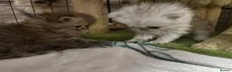Persian cats for sale: Stunning Persian chinchilla kittens  - Advert 25
