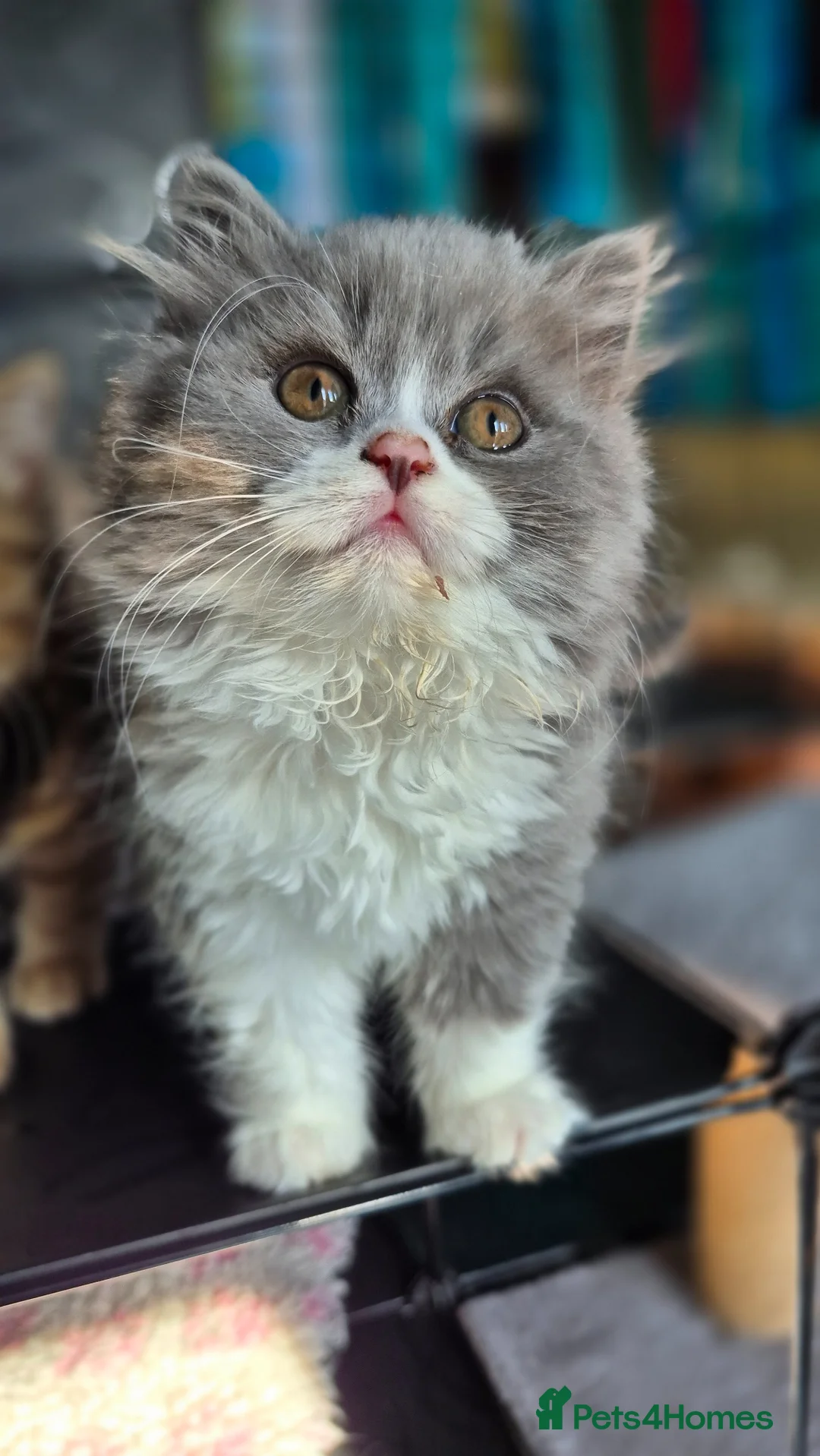 British Longhair cats for sale: British Longhair and Shorthair kittens available  - Advert 10