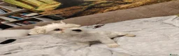 Maltese dogs for sale: New warm home's  in Plymouth - Advert 39