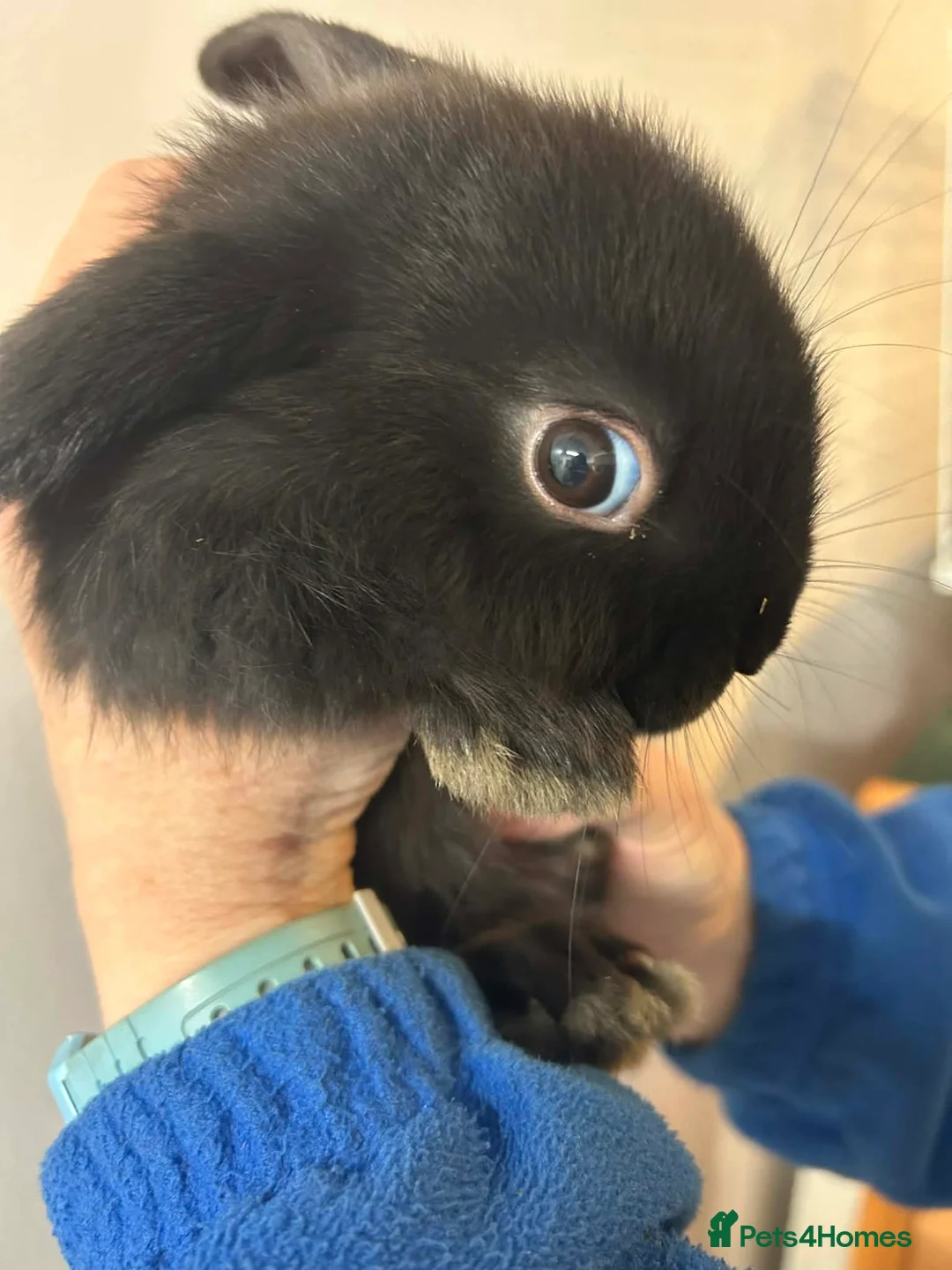 Mini Lop rabbits for sale:  chocolate brown and black Netherland rabbits - Advert 3
