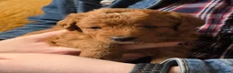 Labradoodle dogs for sale: Beautiful, top quality miniature Labradoodles  - Advert 9