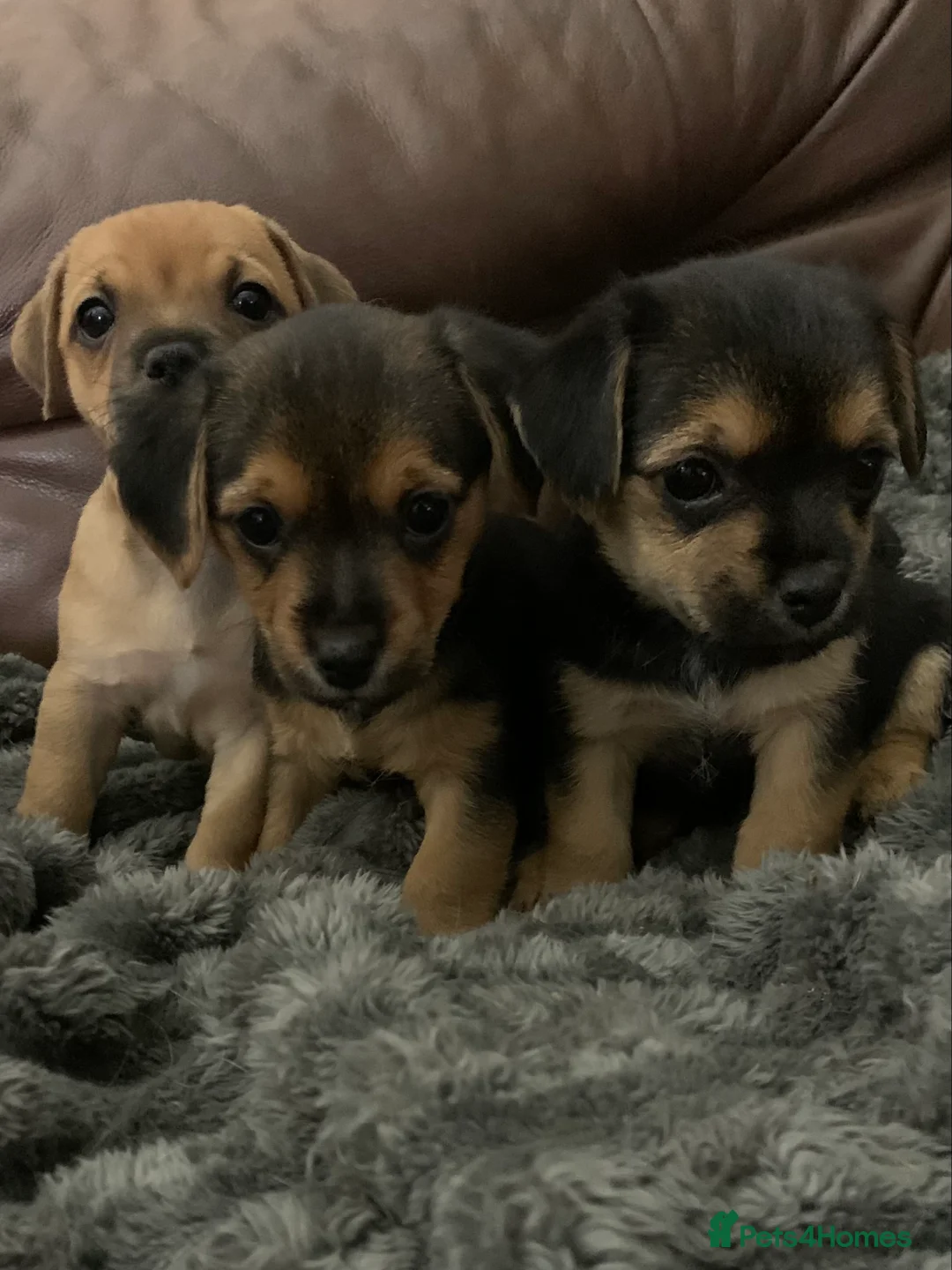 Mixed Breed dogs for sale: BEAUTIFUL BORDER JACK PUPPIES - Advert 1