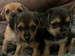 Mixed Breed dogs BEAUTIFUL BORDER JACK PUPPIES - Advert 1