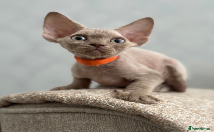 Devon Rex cats - Advert 2