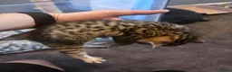 Bengal cats for sale: 5 mixed bengal kittens - Advert 14