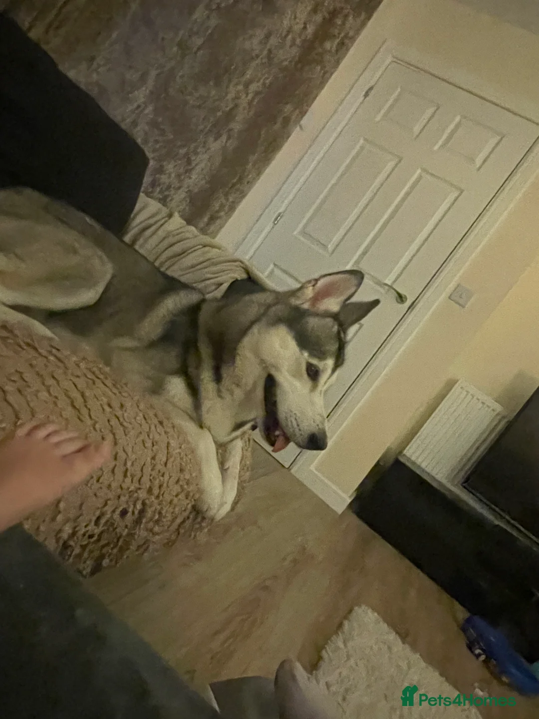 Siberian Husky dogs for sale: Siberian husky  - Advert 6