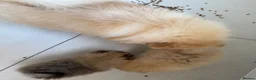 Pomeranian dogs for sale: Rare MINI TOY POMERANIAN puppies for sale! in London - Advert 9