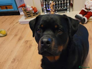 Rottweiler dogs Pedigree German Champion Bloodline - Advert 5