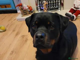 Rottweiler dogs Pedigree German Champion Bloodline - Advert 12