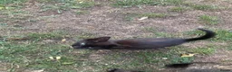 Domestic Shorthair cats for sale: 4 beautiful kittens is ready to go  - Advert 13