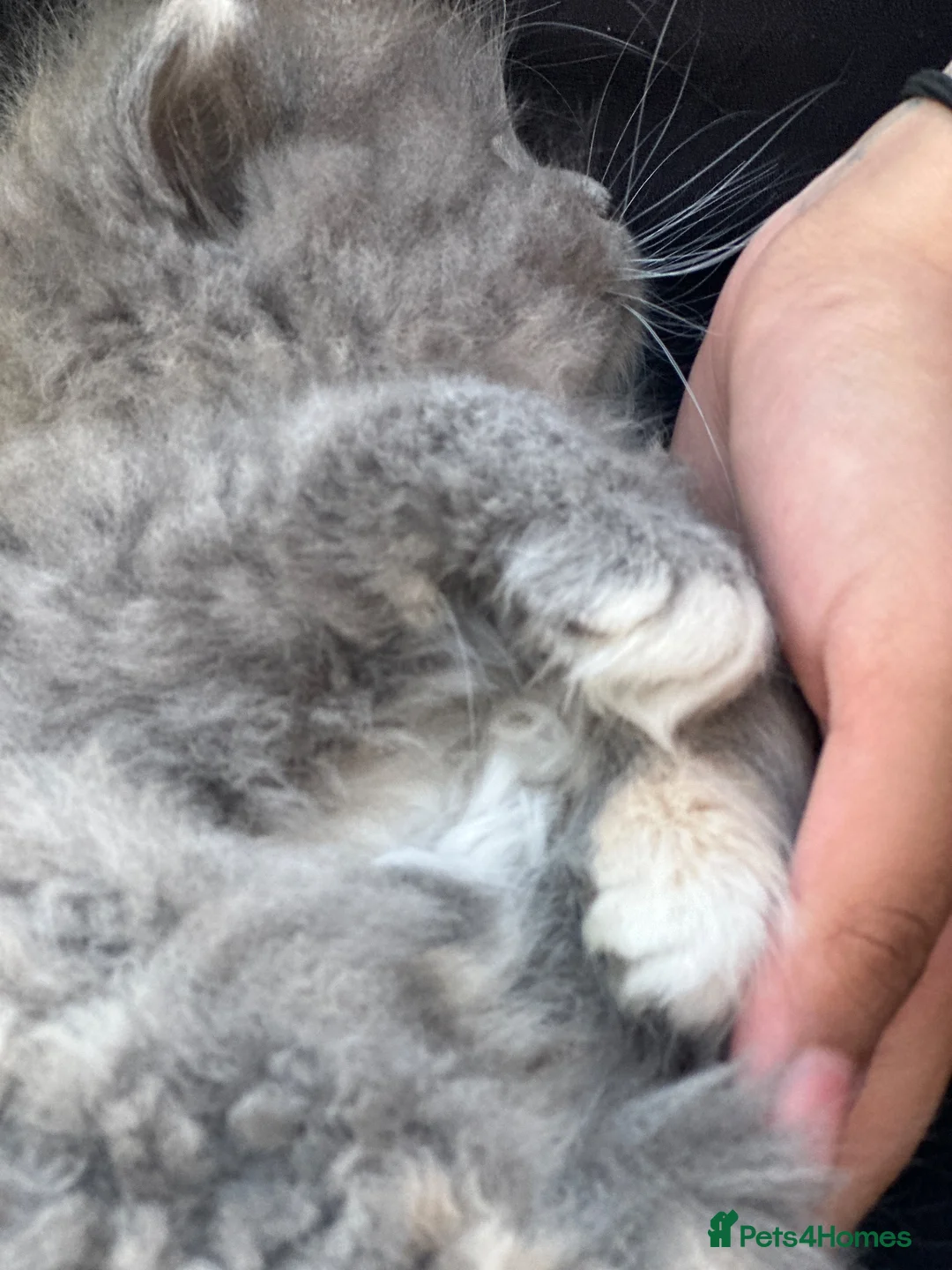 Persian cats for sale: Fluffy kitten  in Greenford - Advert 12