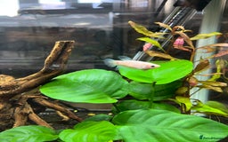 Bettas fish for sale: 2 Female Bettas - Image 2