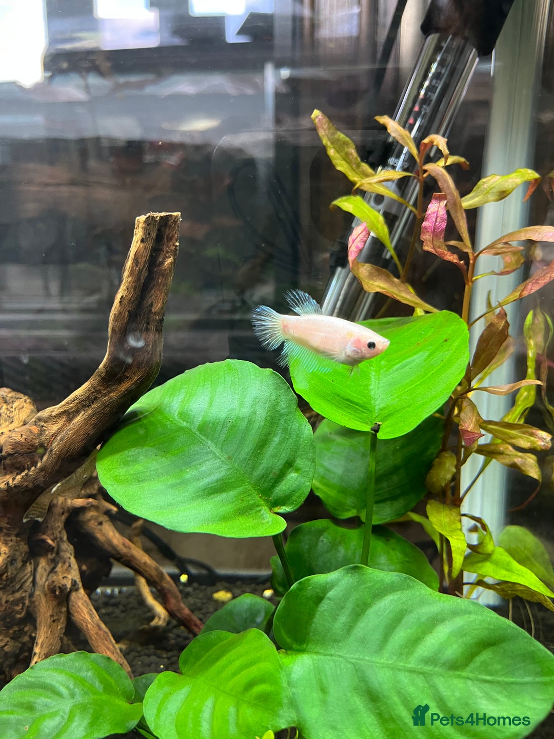 Bettas fish for sale: 2 Female Bettas - Image 2
