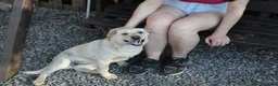 Mixed Breed dogs for adoption: ❤️🐶 LAIMA – HOW IS THIS WONDERFUL GIRL WAITING - Advert 17