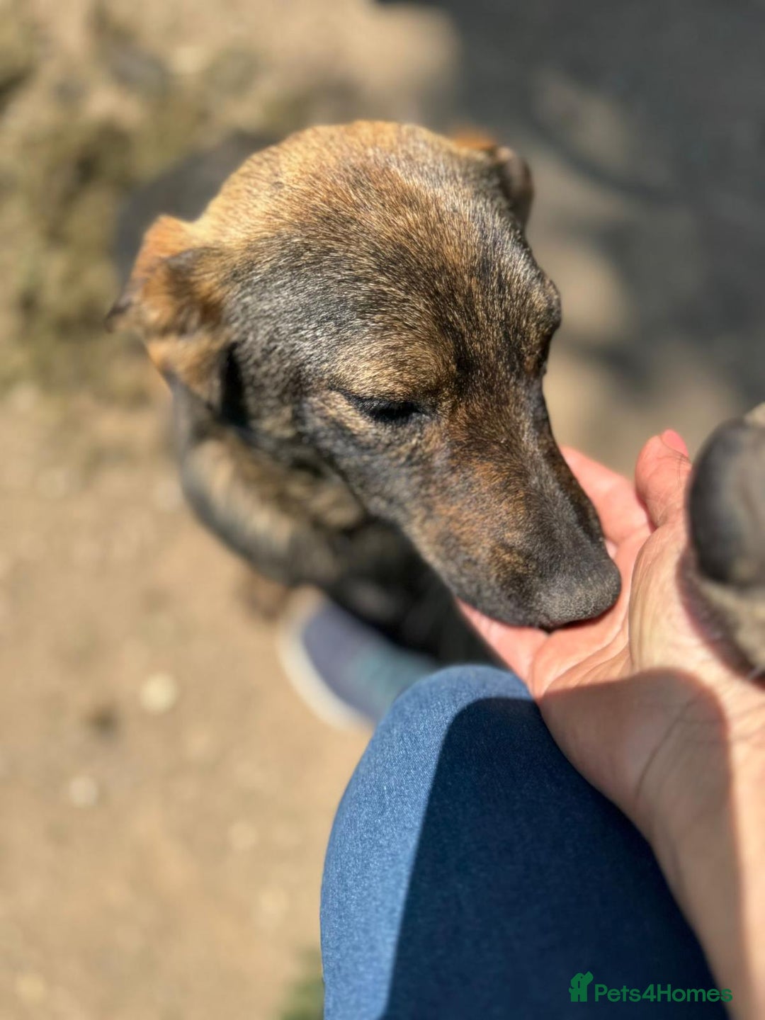 Mixed Breed dogs for adoption: LOTTIE - a Lovely girl for a Loving Home - Image 7