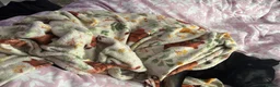 French Bulldog dogs for sale: 16th month old frenchie  in Leeds - Advert 5
