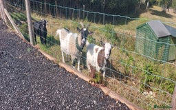 Goats livestock for sale: Very pretty and friendly female pgymy goat. - Image 4
