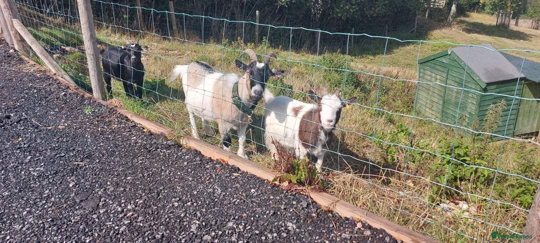 Goats livestock for sale: Very pretty and friendly female pgymy goat. - Image 4