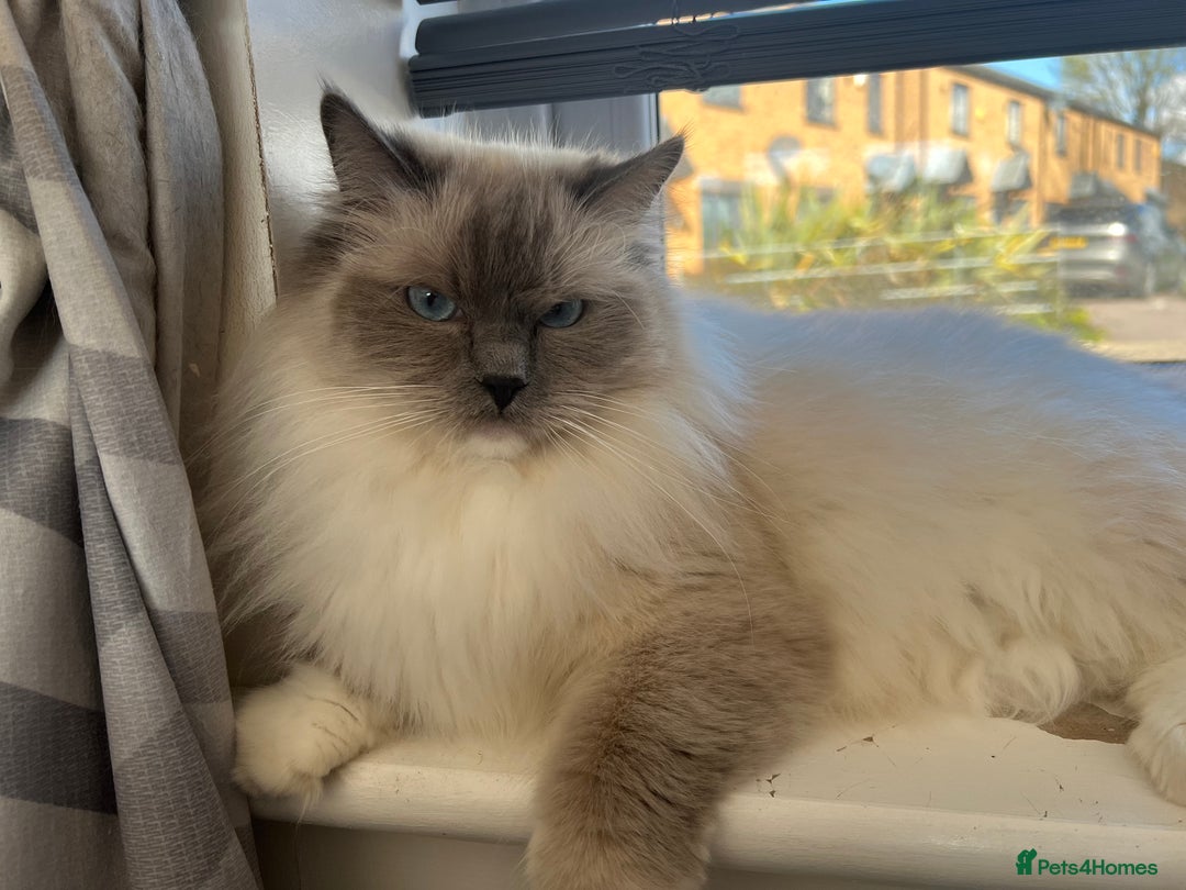 Ragdoll cats for sale: Ragdoll for sale  - Advert 3
