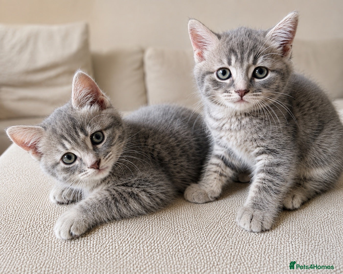 Bengal cats Twin Girl Bengal × Nebelung Kittens Ready Now - Advert 1