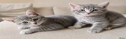 Bengal cats for sale: Twin Girl Bengal × Nebelung Kittens Ready Now in Brentford - Advert 3