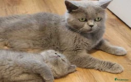 British Shorthair cats for sale: Blue British shorthairs kittens with GCCFpedigree - Image 10