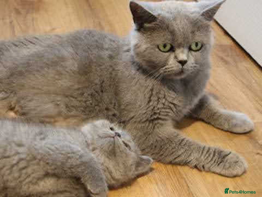 British Shorthair cats for sale: Blue British shorthairs kittens with GCCFpedigree - Image 10