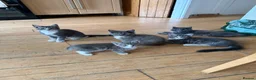 Maine Coon cats for sale: Maine Coon - Advert 1