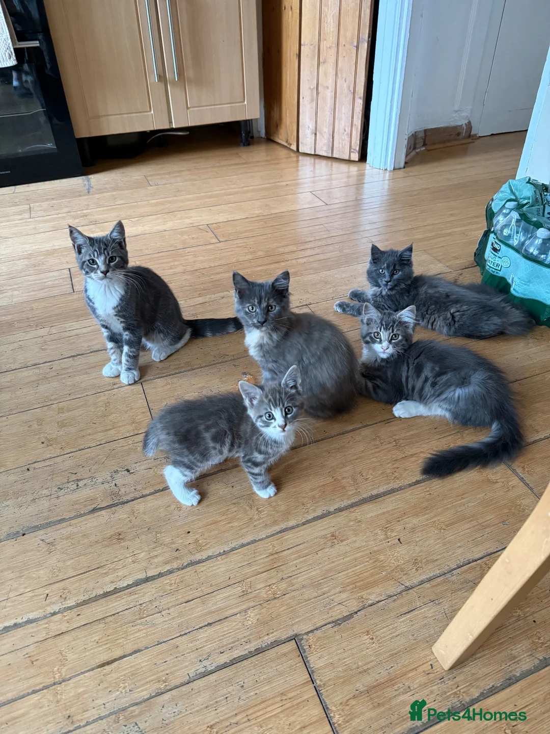 Maine Coon cats for sale: Maine Coon - Advert 1